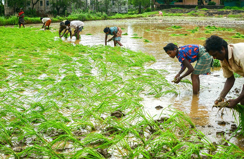 Symbiotics launches first 100% agricultural Green Bond in India with Samunnati