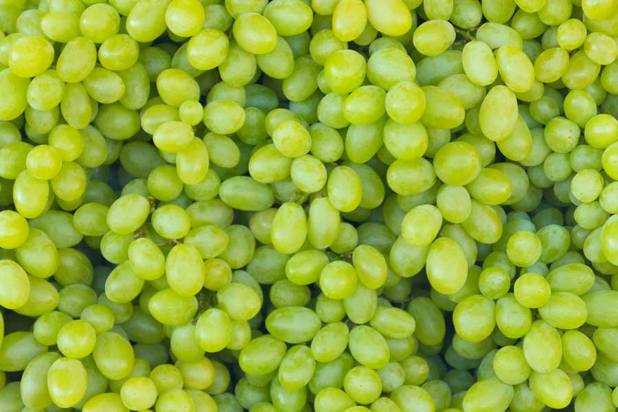 Samunnati facilitates farm gate procurement to direct export of 275MT of seedless grapes to Netherlands